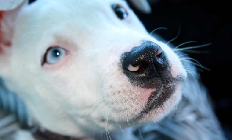 Female pitbull puppies